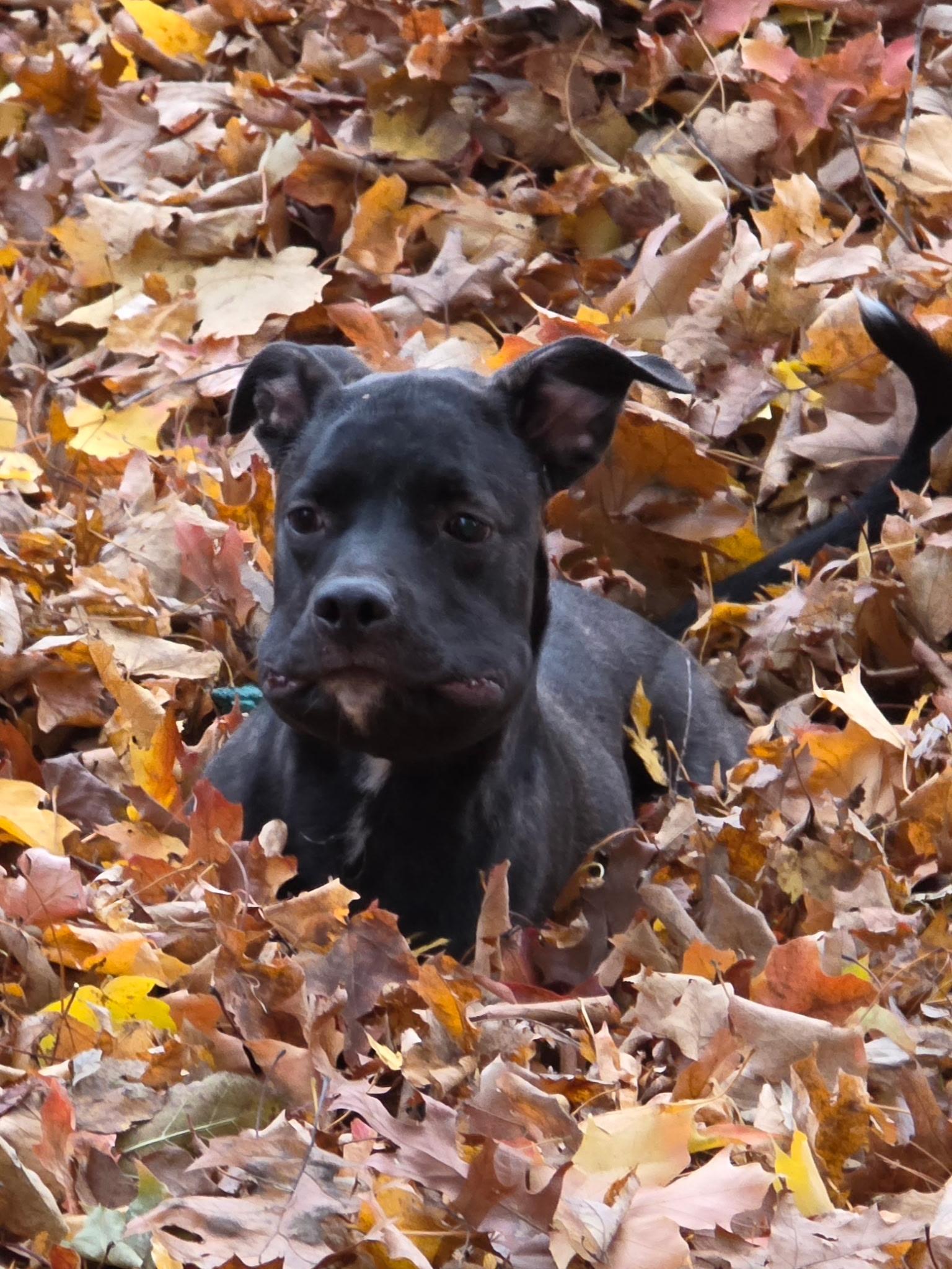 Enlarge Khloe - In Foster, a ADOPTABLE mixed breed in Kalamazoo, MI image 1/6