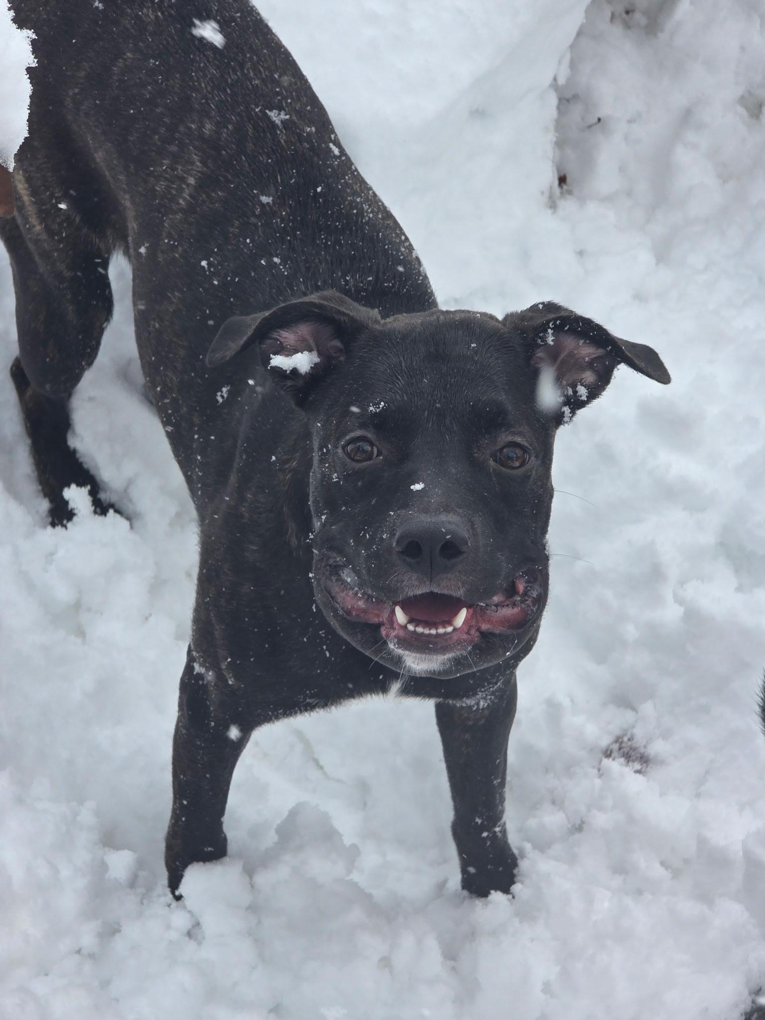 Enlarge Khloe - In Foster, a ADOPTABLE mixed breed in Kalamazoo, MI image 3/6