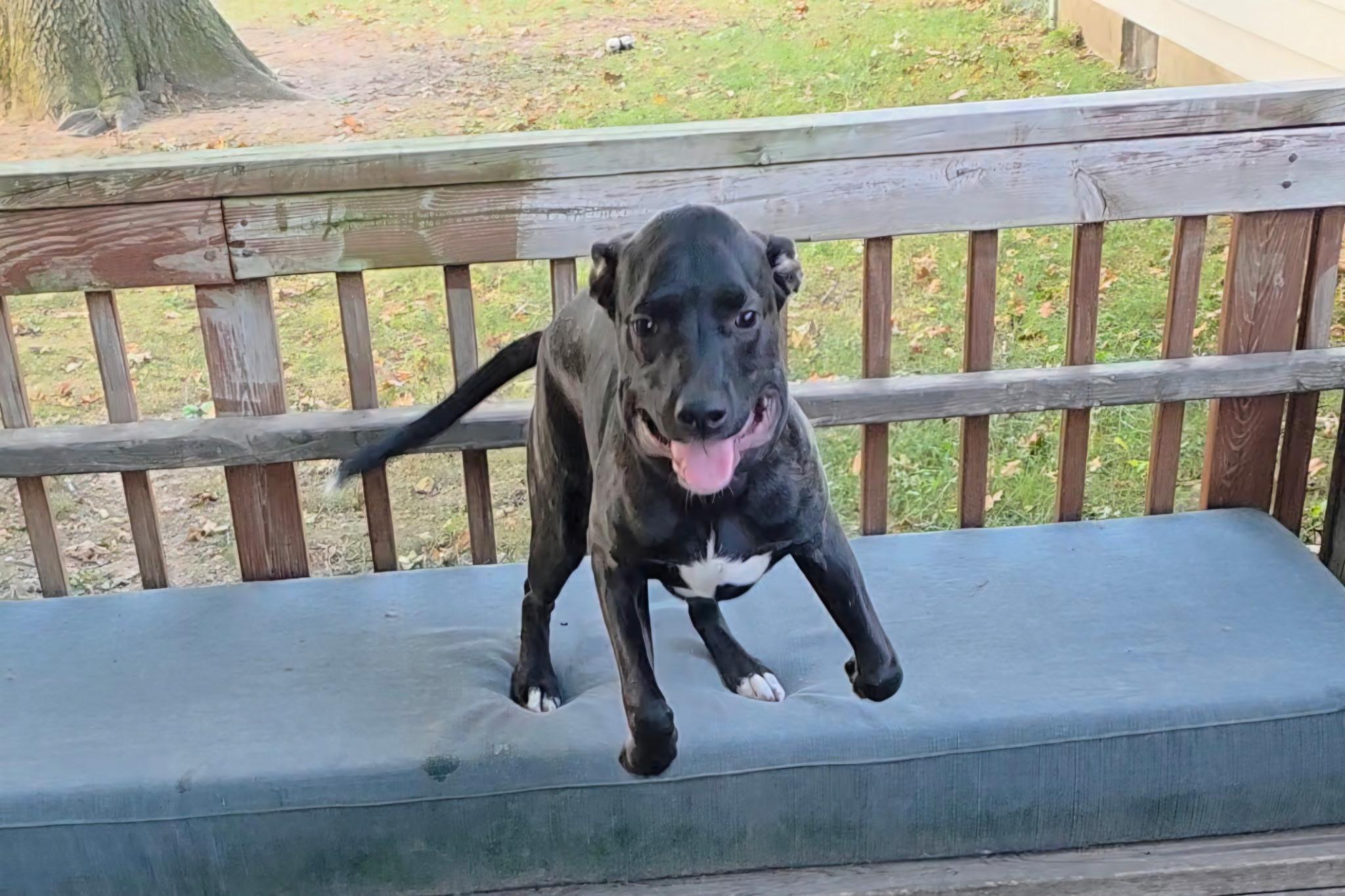 Enlarge Khloe - In Foster, a ADOPTABLE mixed breed in Kalamazoo, MI image 6/6