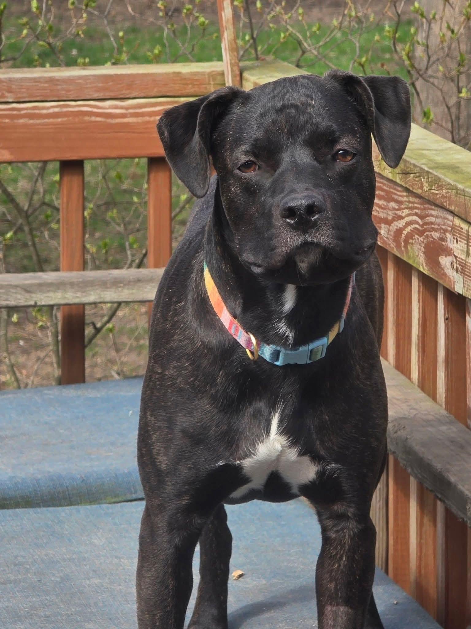Khloe - In Foster, ADOPTABLE, Young Female Pit Bull Terrier & Labrador Retriever.