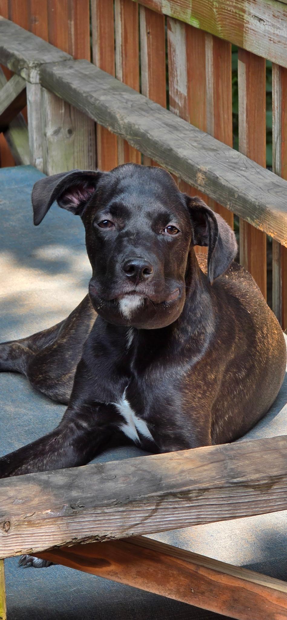 Enlarge Khloe - In Foster, a ADOPTABLE mixed breed in Kalamazoo, MI image 4/6