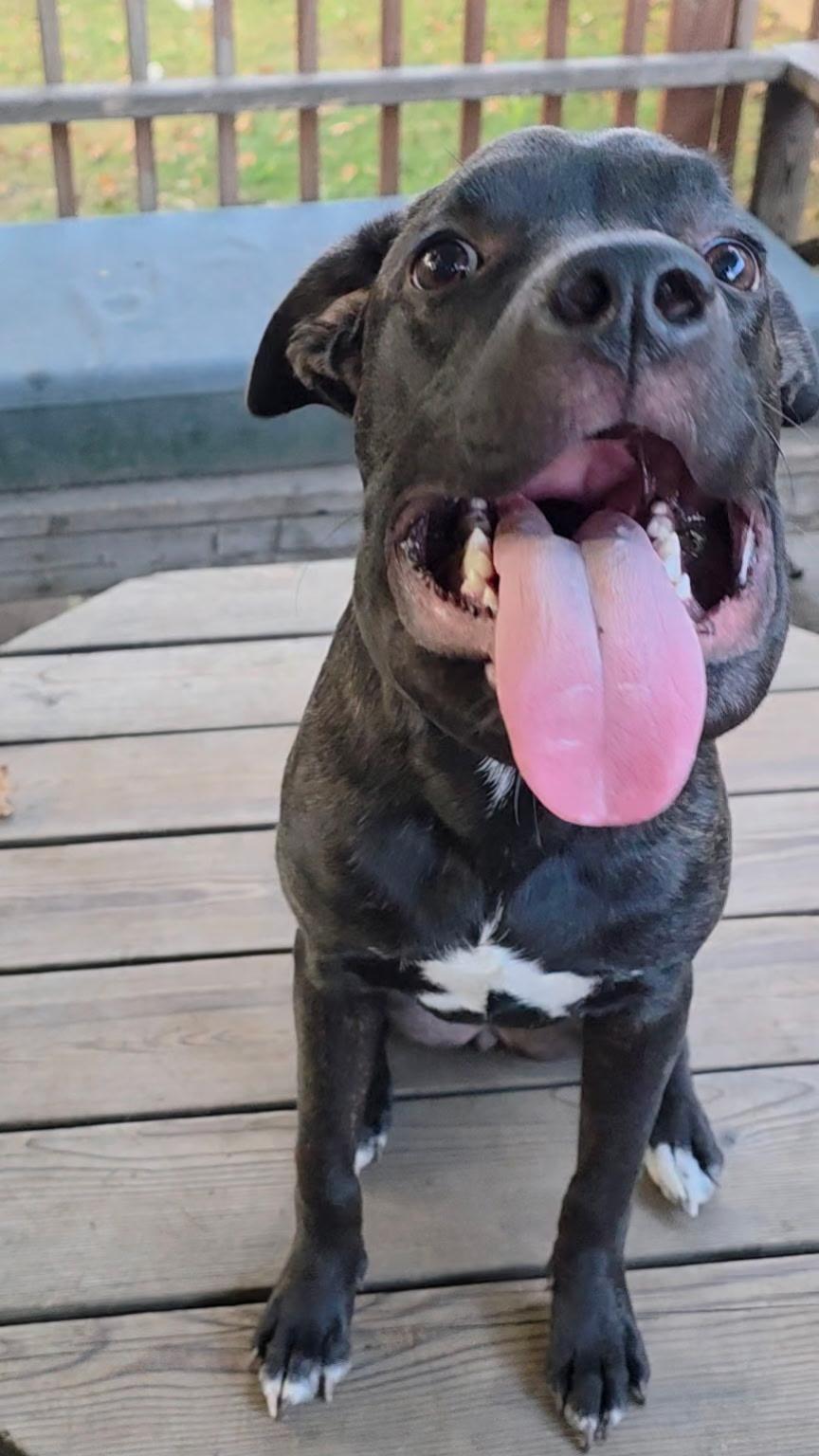 Enlarge Khloe - In Foster, a ADOPTABLE mixed breed in Kalamazoo, MI image 2/6