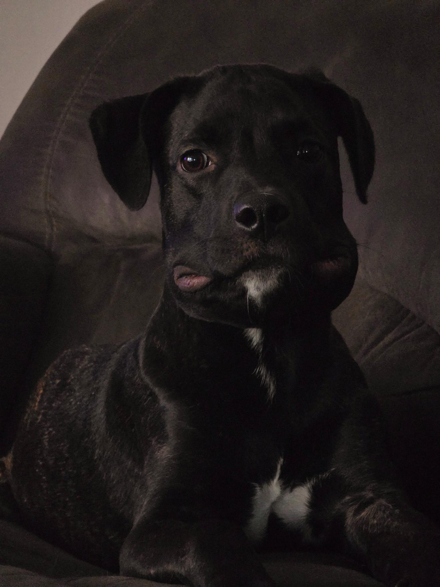 Enlarge Khloe - In Foster, a ADOPTABLE mixed breed in Kalamazoo, MI image 5/6