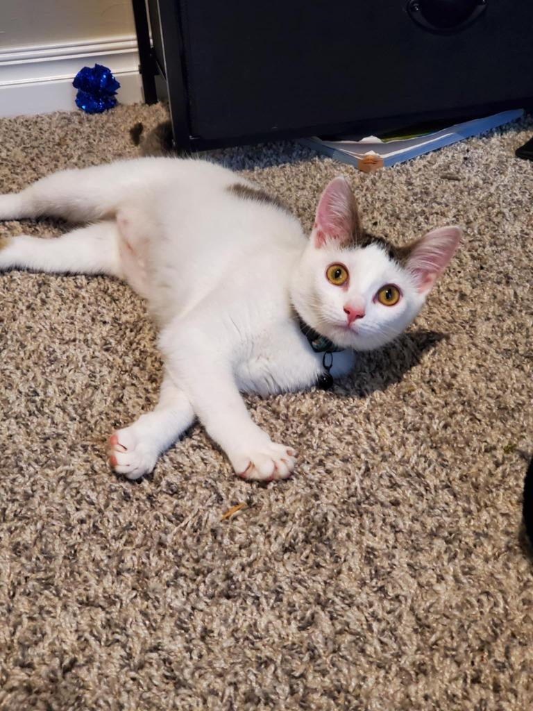 Damocles, Adoptable, Young Female Domestic Medium Hair.