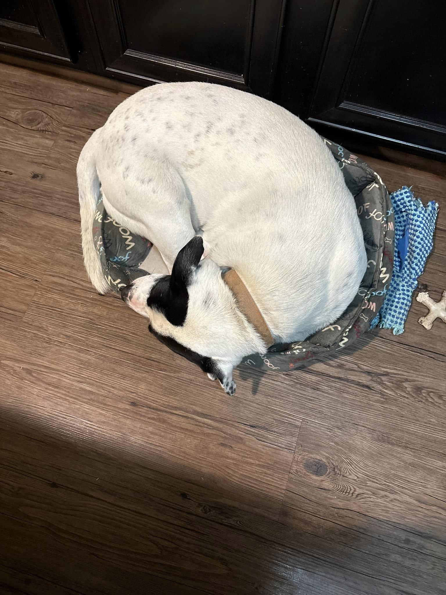 Russ, Adoptable, Adult Male Border Collie.