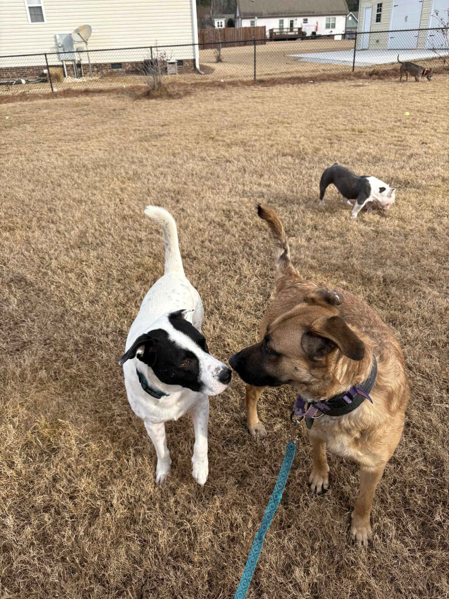 Russ, a Adoptable mixed breed in Dunn, NC image 5/5