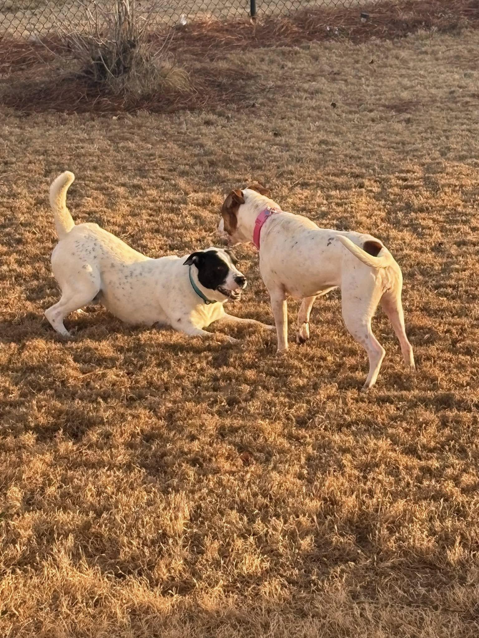 Russ, a Adoptable mixed breed in Dunn, NC image 3/5