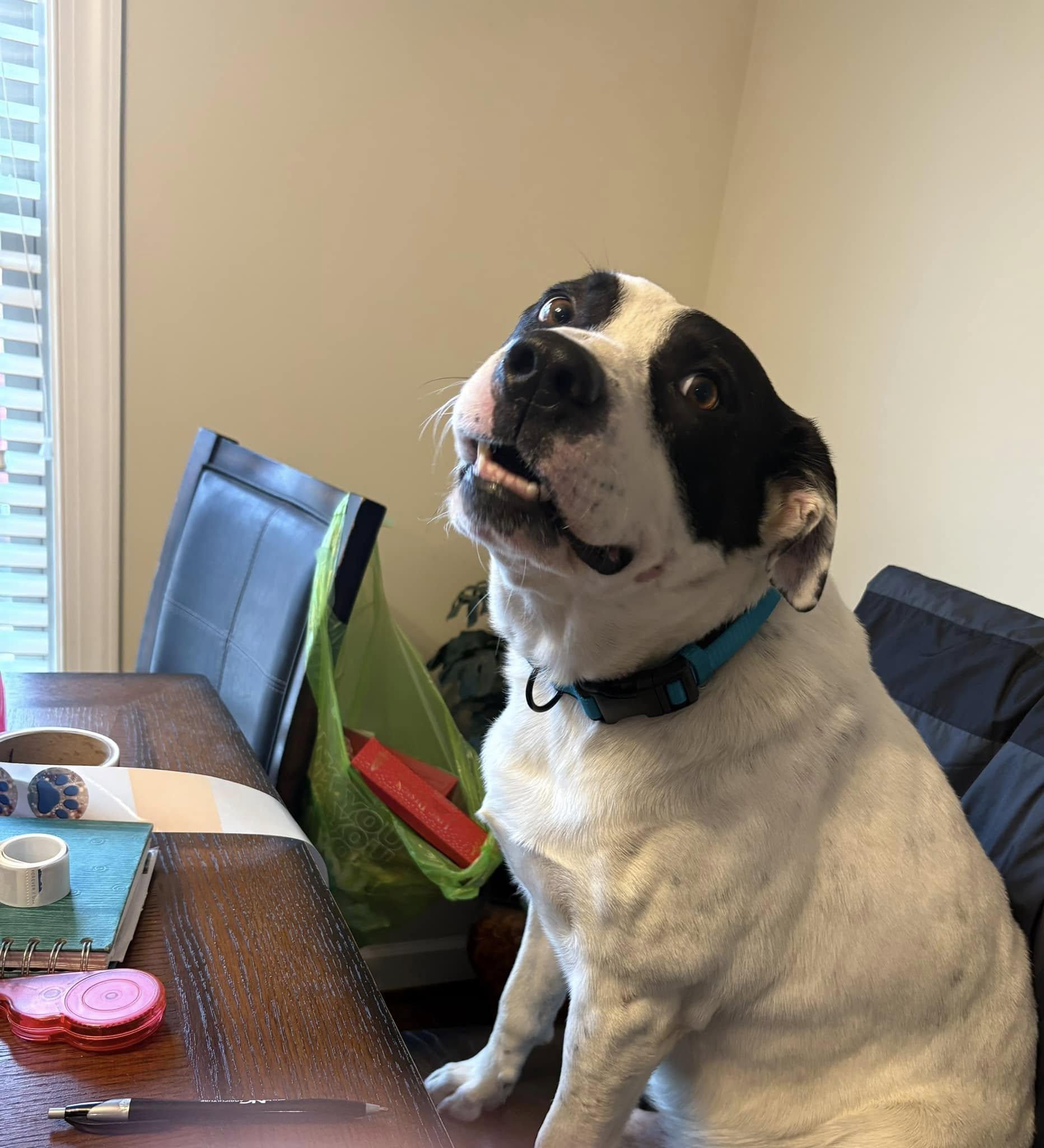 Russ, a Adoptable mixed breed in Dunn, NC image 4/5