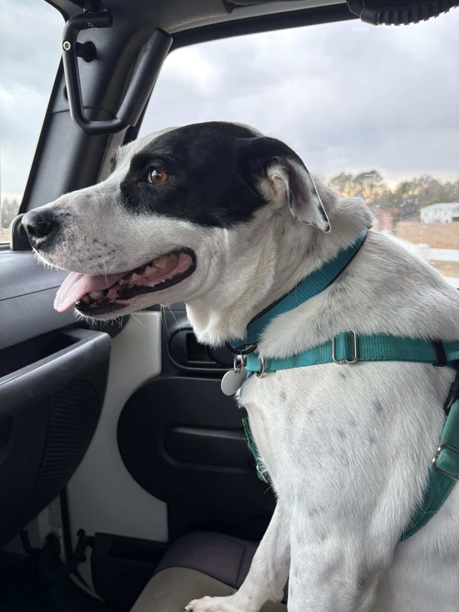 Russ, Adoptable, Adult Male Border Collie.