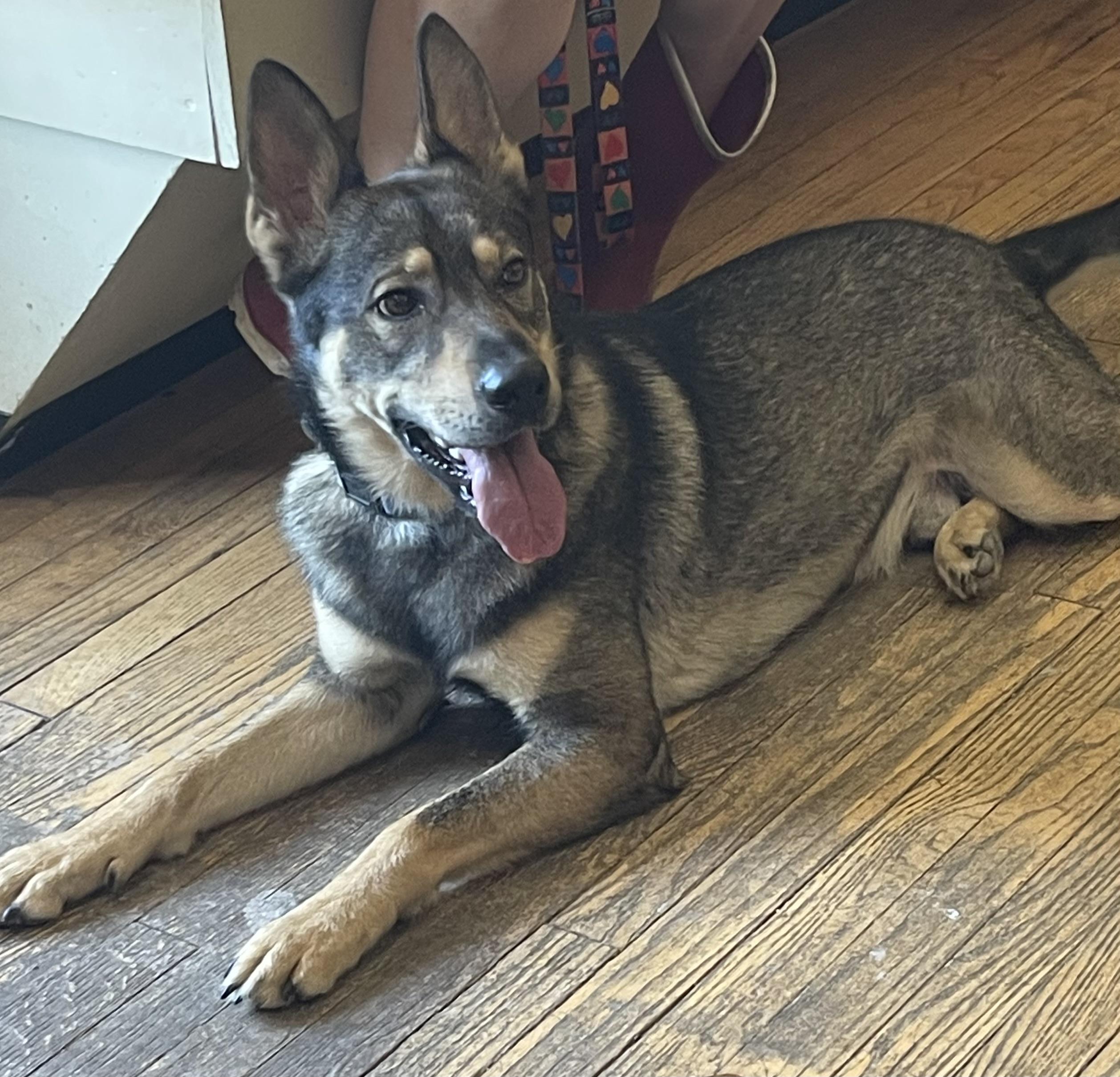 Bambi, a Adoptable German Shepherd Dog in Bellaire, TX image 1/6