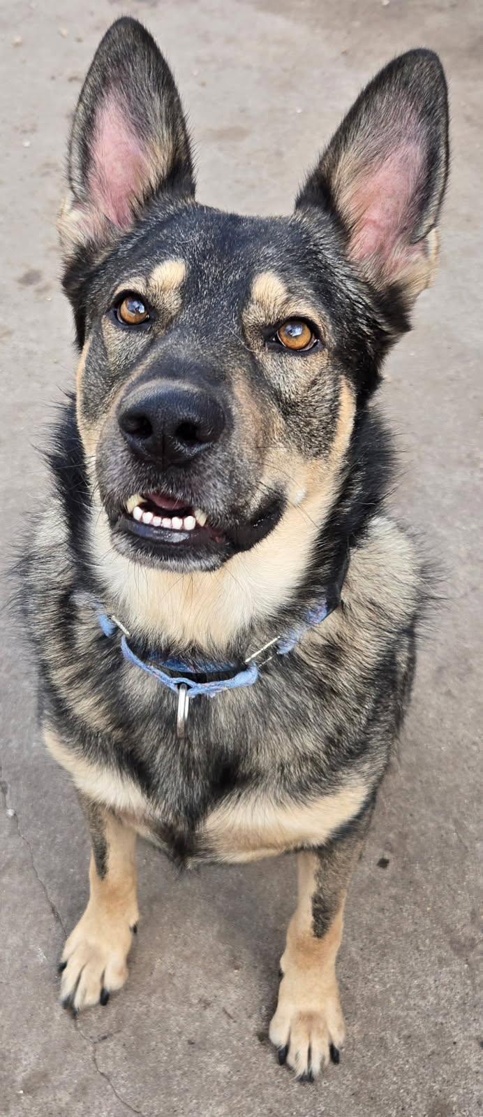 Bambi, a Adoptable German Shepherd Dog in Bellaire, TX image 2/6