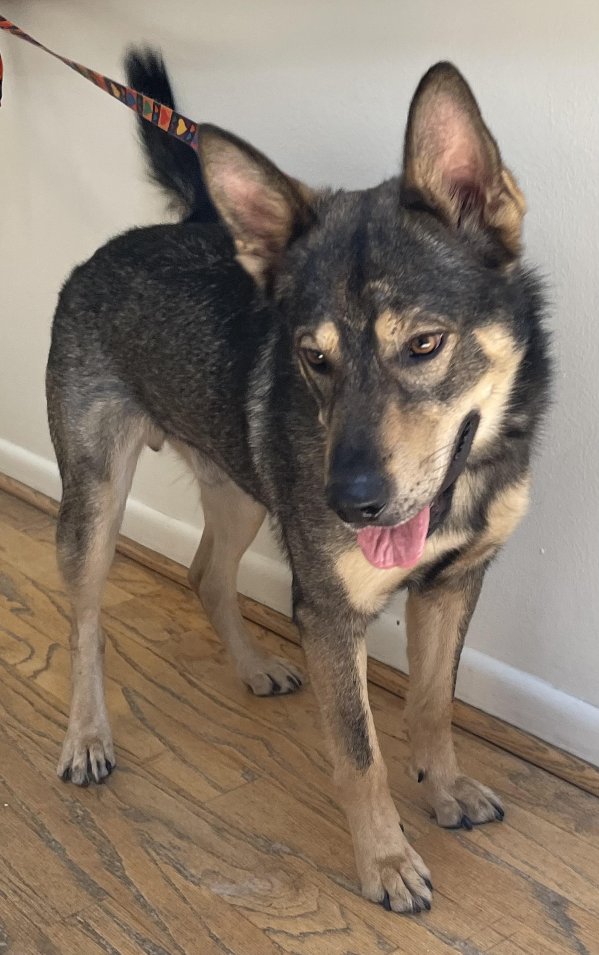 Bambi, a Adoptable German Shepherd Dog in Bellaire, TX image 3/6