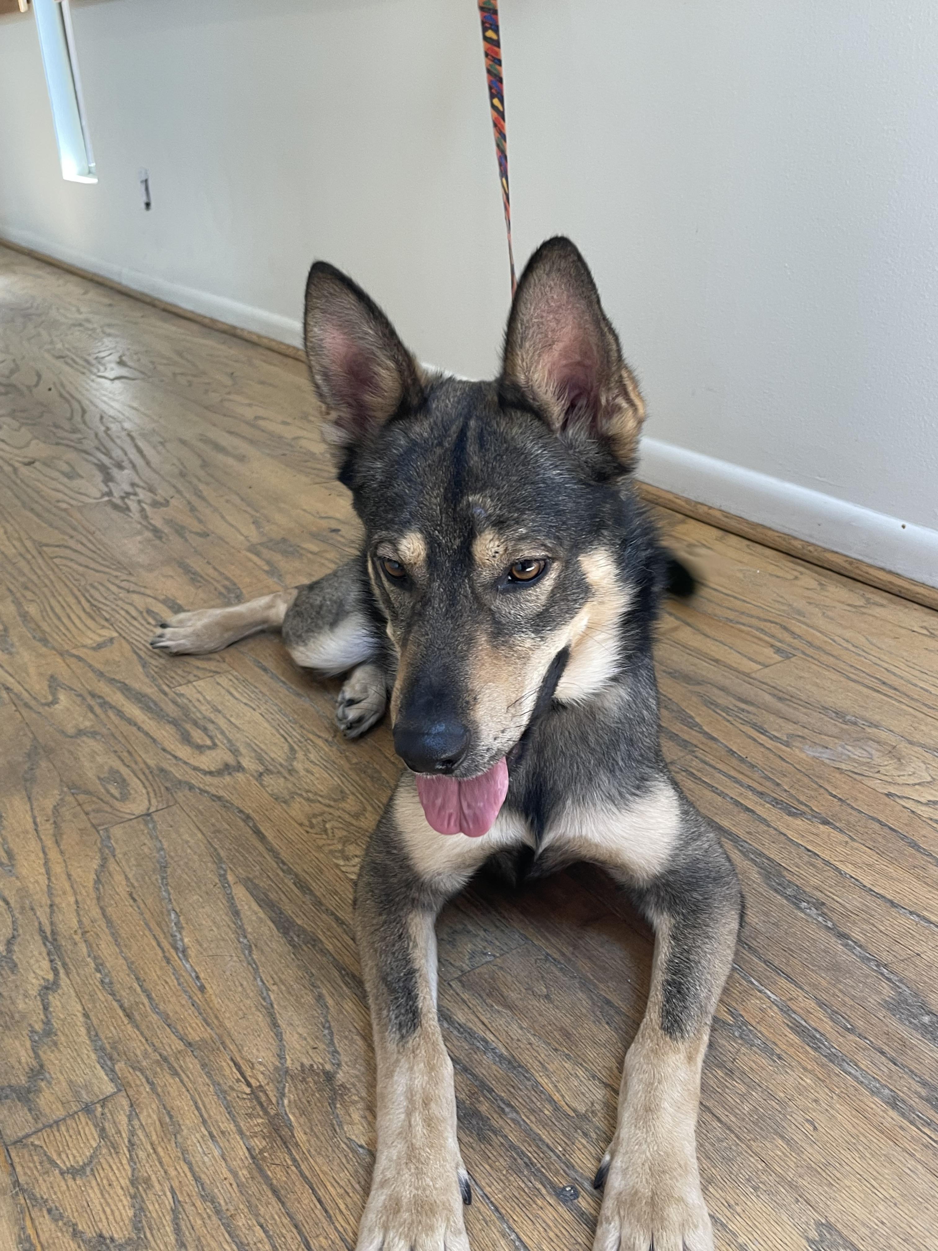 Bambi, a Adoptable German Shepherd Dog in Bellaire, TX image 4/6