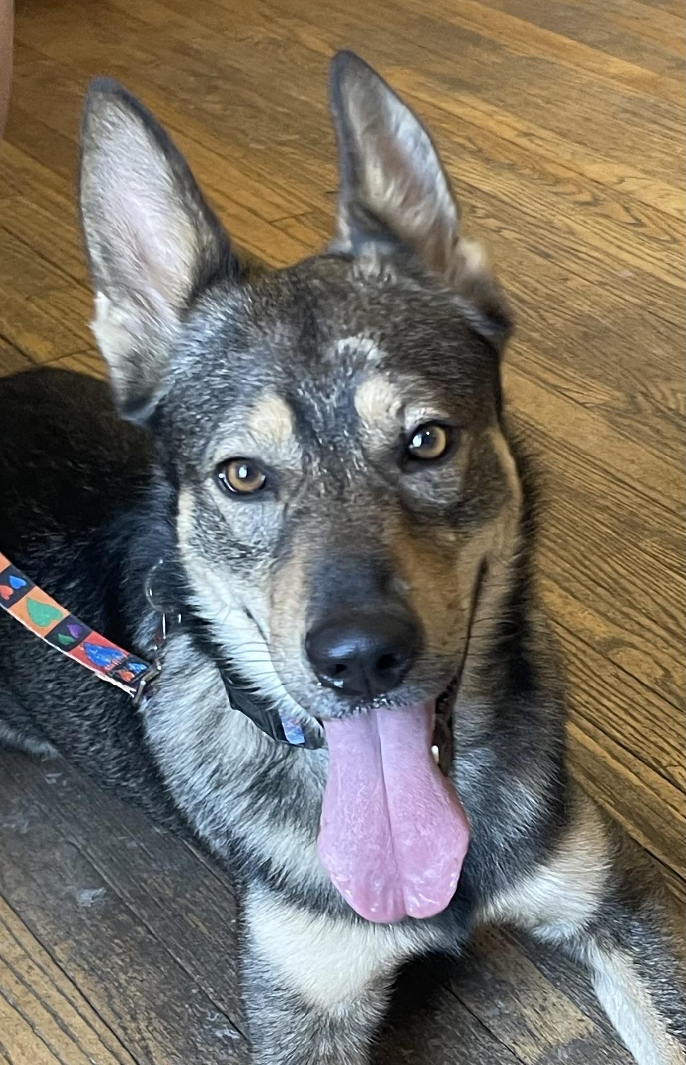 Bambi, a Adoptable German Shepherd Dog in Bellaire, TX image 5/6