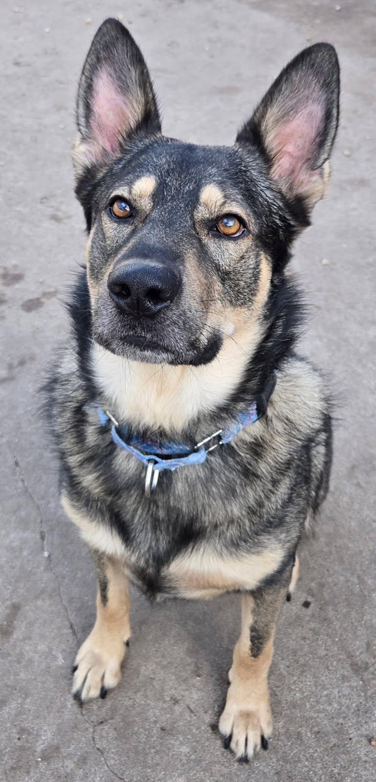 Bambi, Adoptable, Adult Male German Shepherd Dog.