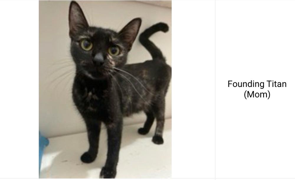 Founding Titan, Adoptable, Adult Female Domestic Short Hair.
