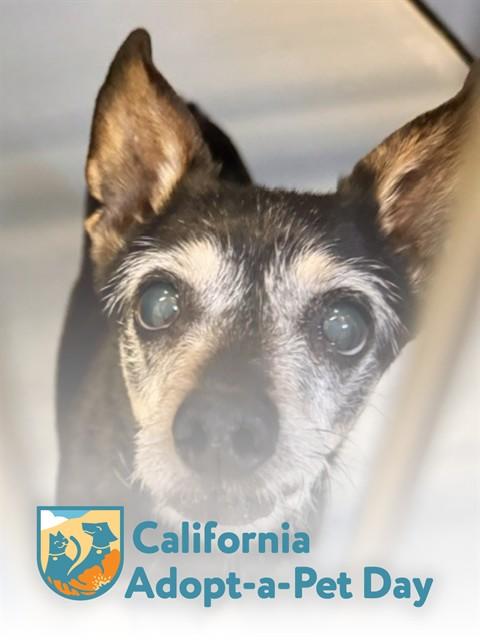 Enlarge MIA, a Adoptable mixed breed in South Lake Tahoe, CA image 1/1