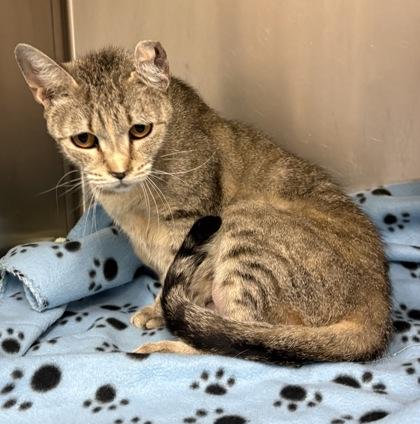 Crinkle, Adoptable, Young Female Domestic Short Hair & Domestic Short Hair.
