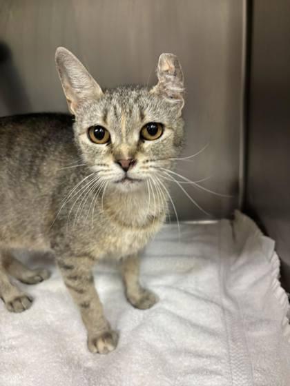 Enlarge Crinkle, a Adoptable mixed breed in Paducah, KY image 2/2