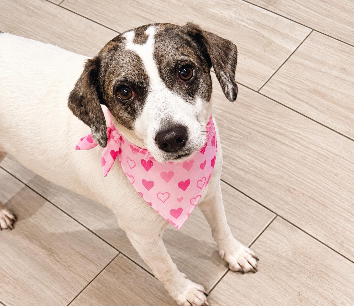 Zoe, Adoptable, Adult Female Beagle.