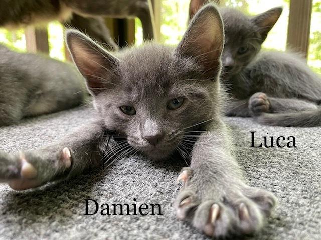 Damien, a Adopted mixed breed in Walla Walla, WA image 1/6