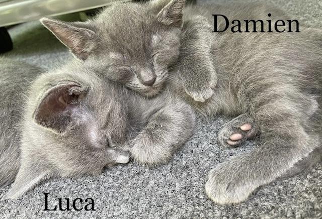 Damien, a Adopted mixed breed in Walla Walla, WA image 2/6