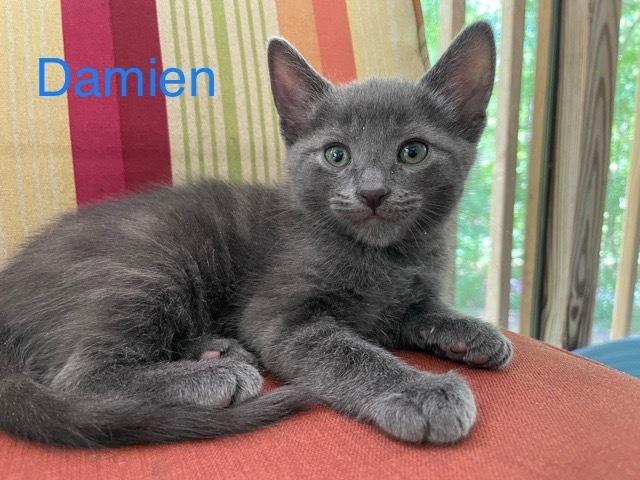 Damien, a Adopted mixed breed in Walla Walla, WA image 3/6