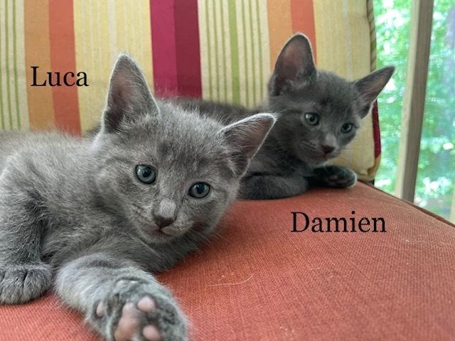 Damien, a Adopted mixed breed in Walla Walla, WA image 4/6