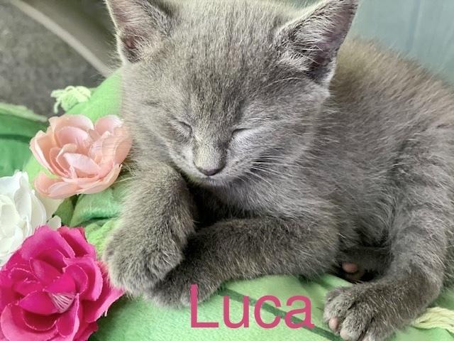 Damien, a Adopted mixed breed in Walla Walla, WA image 5/6