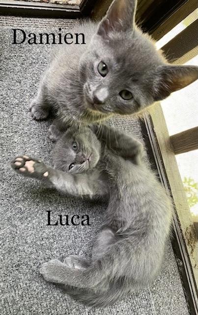 Damien, a Adopted mixed breed in Walla Walla, WA image 6/6