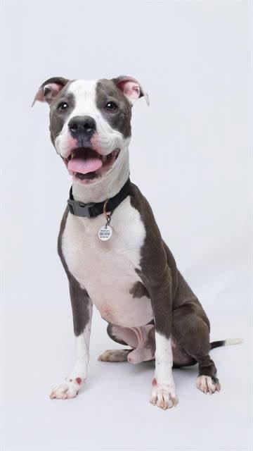 Yoshi, a Adoptable Pit Bull Terrier in Rockville, MD image 1/3