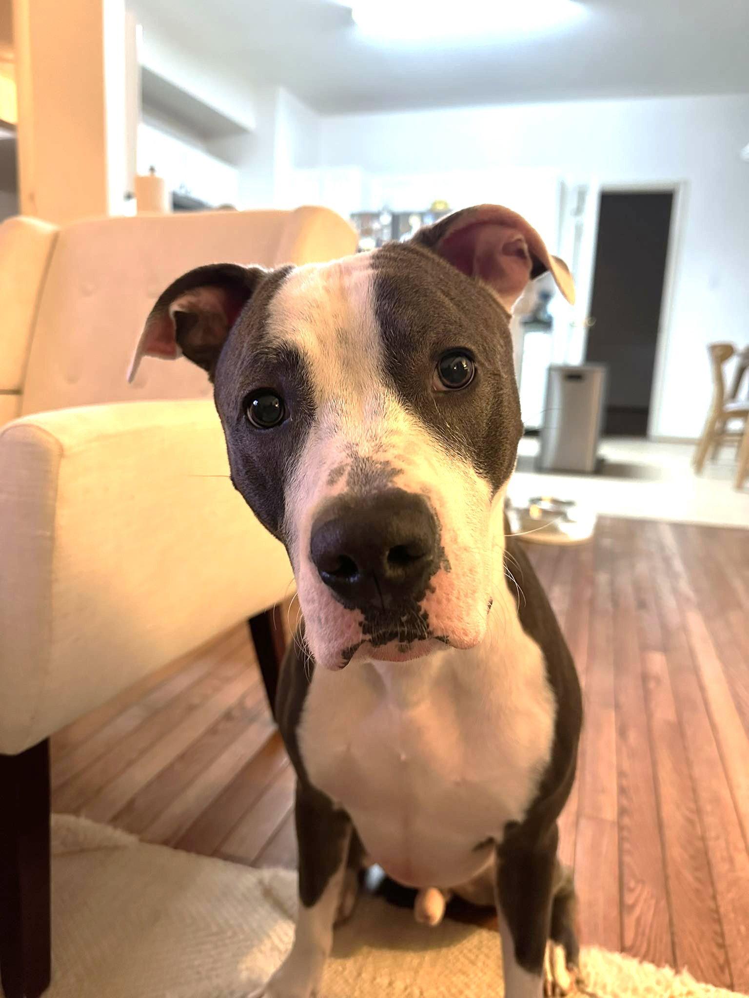 Yoshi, a Adoptable Pit Bull Terrier in Rockville, MD image 2/3