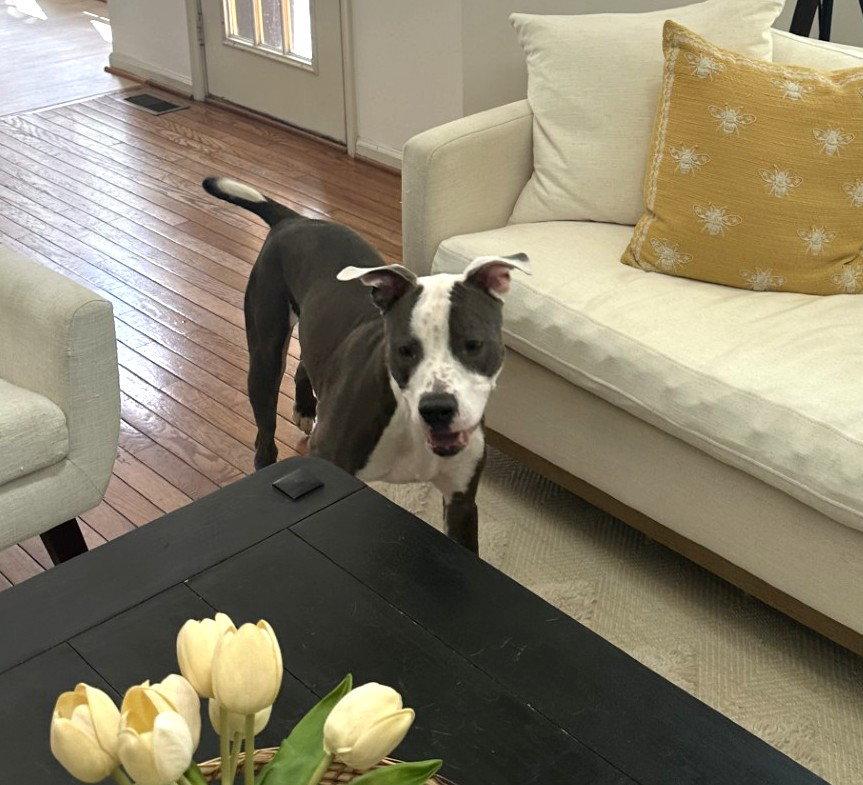 Yoshi, a Adoptable Pit Bull Terrier in Rockville, MD image 3/3