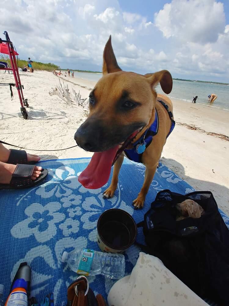 Phoenix, Adoptable, Adult Male Black Mouth Cur.