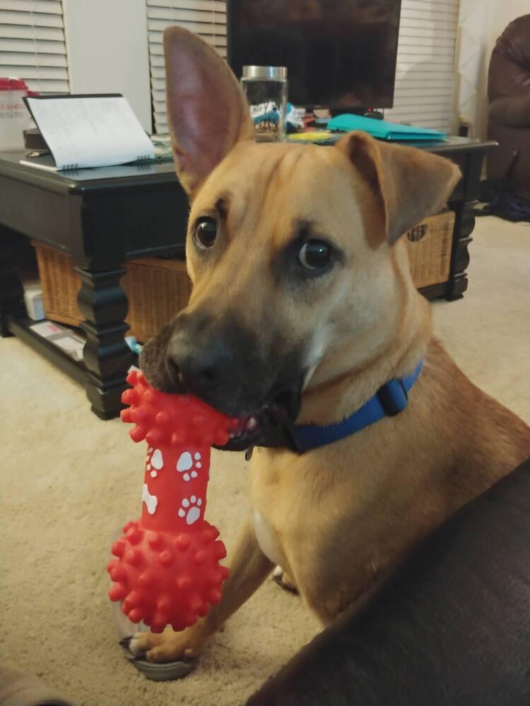 Enlarge Phoenix, a Adoptable mixed breed in Orlando, FL image 2/4