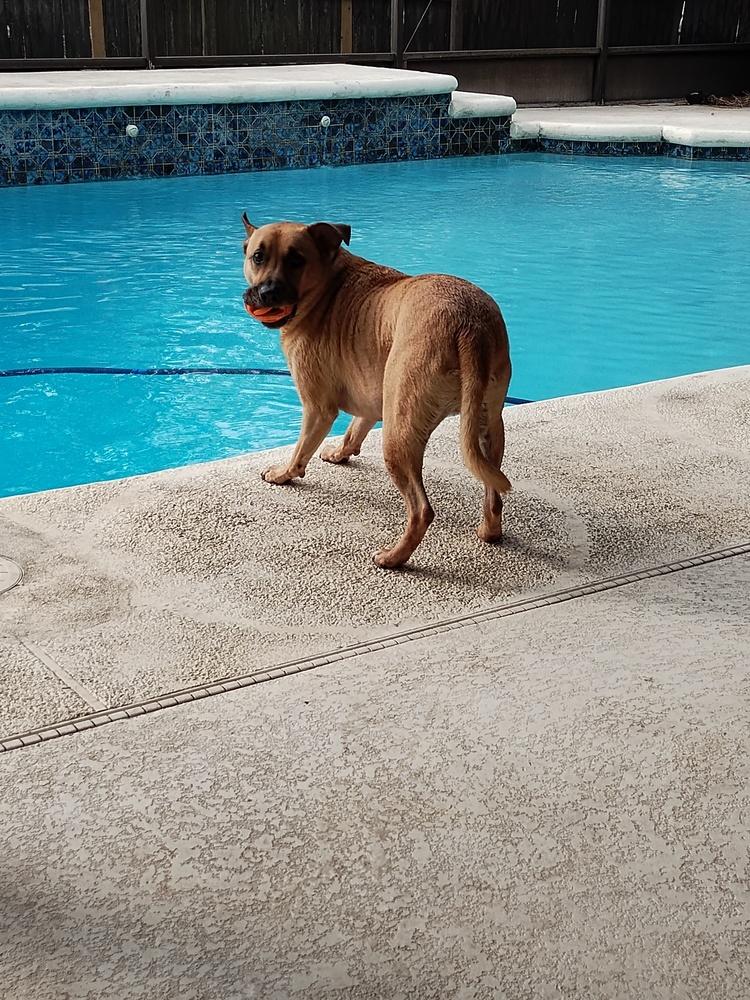 Enlarge Phoenix, a Adoptable mixed breed in Orlando, FL image 3/4