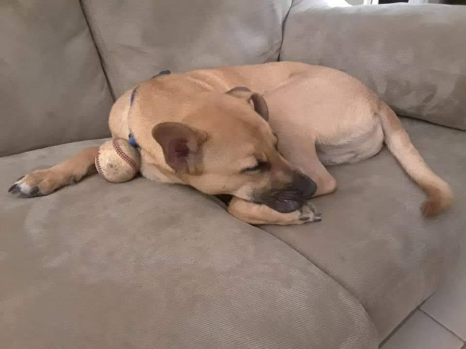 Enlarge Phoenix, a Adoptable mixed breed in Orlando, FL image 4/4