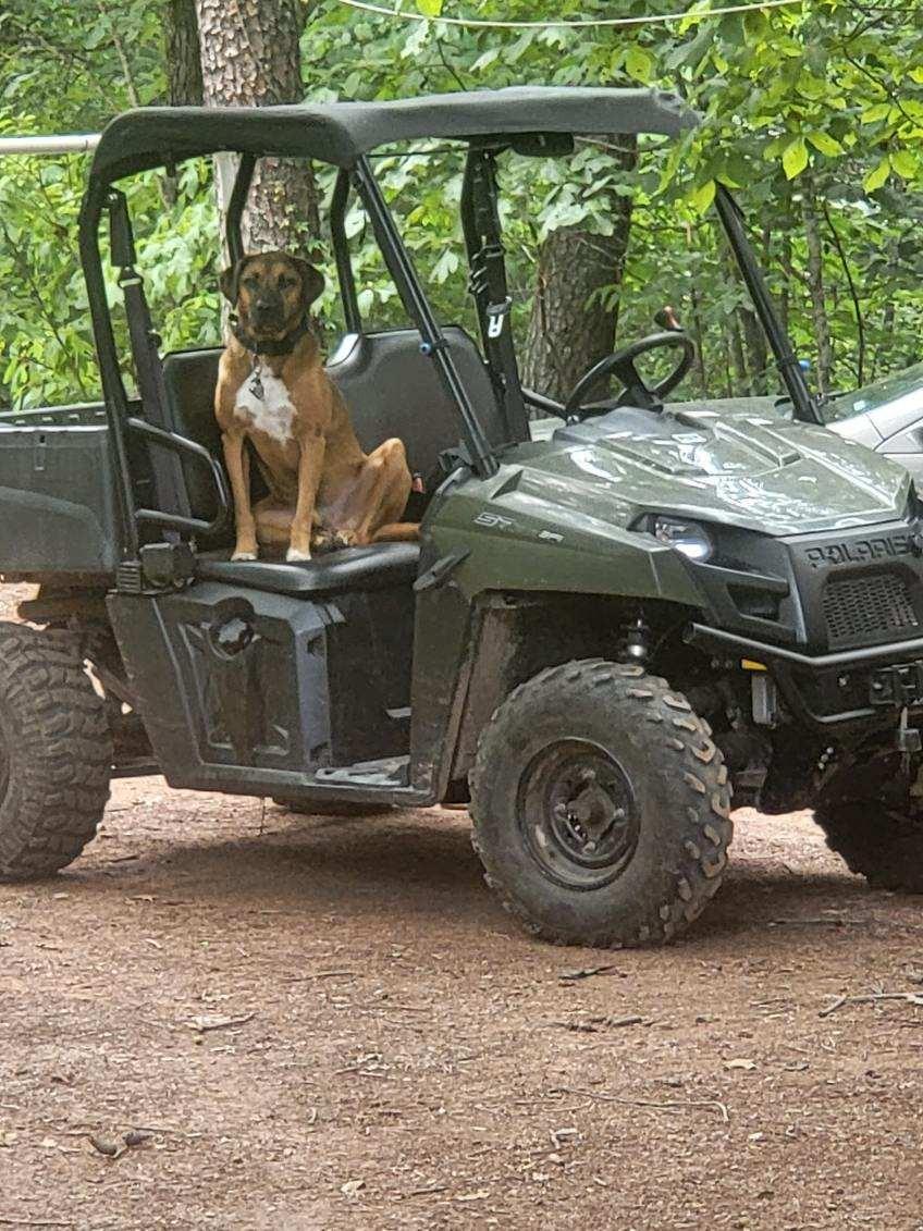 Rusty, Adoptable, Adult Male Black Mouth Cur.