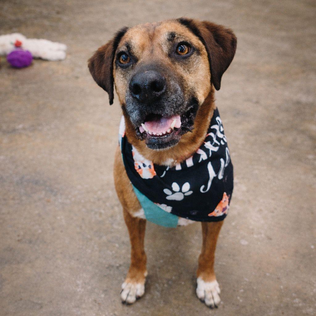 Enlarge Rusty, a Adoptable Black Mouth Cur in Plain City, OH image 3/5