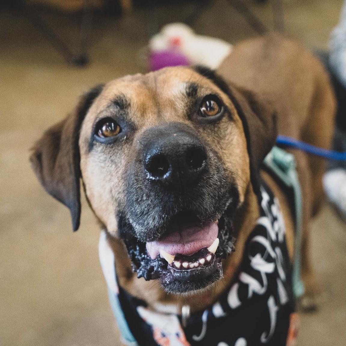 Enlarge Rusty, a Adoptable Black Mouth Cur in Plain City, OH image 4/5