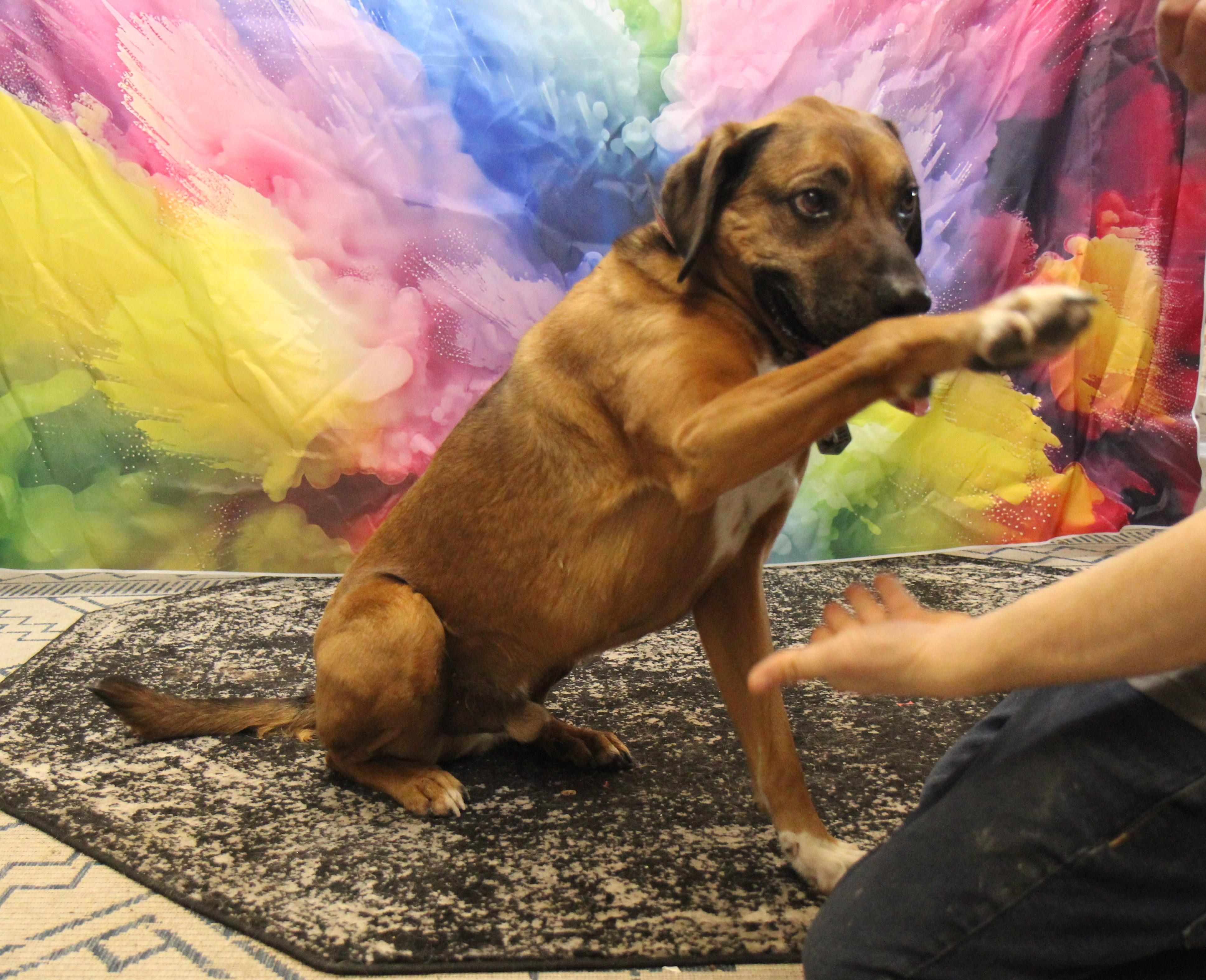 Rusty, a Adoptable Black Mouth Cur in Plain City, OH image 4/6