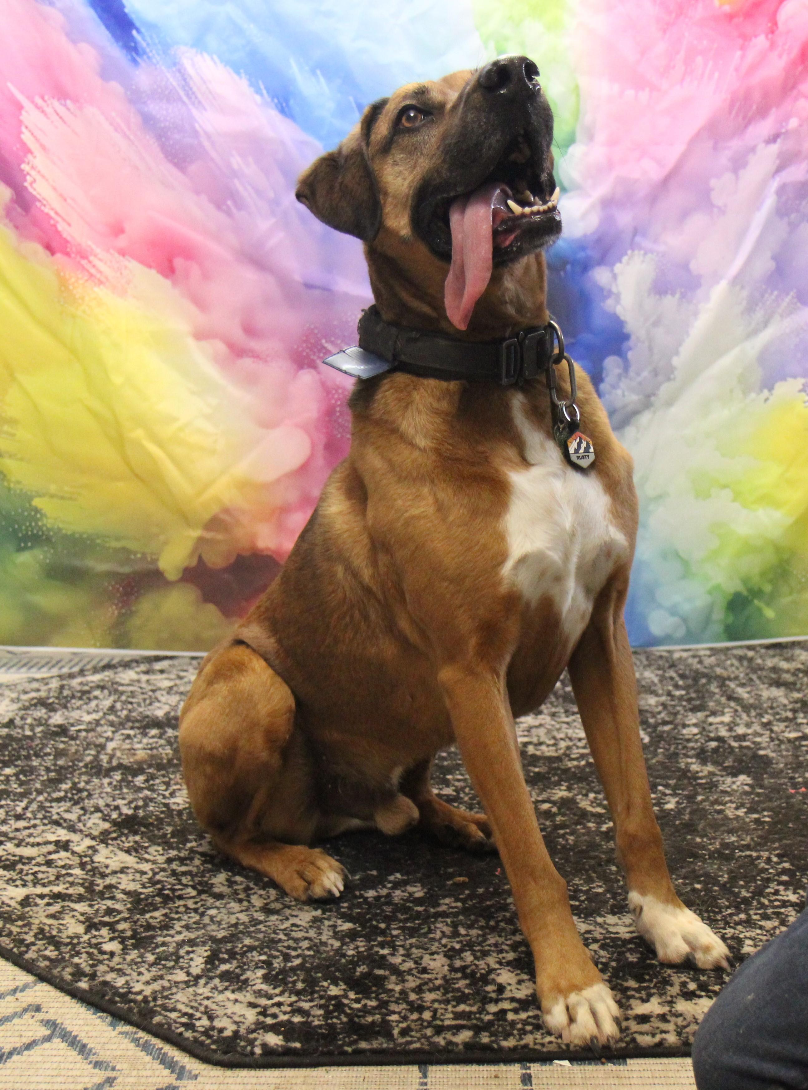 Rusty, a Adoptable Black Mouth Cur in Plain City, OH image 5/6