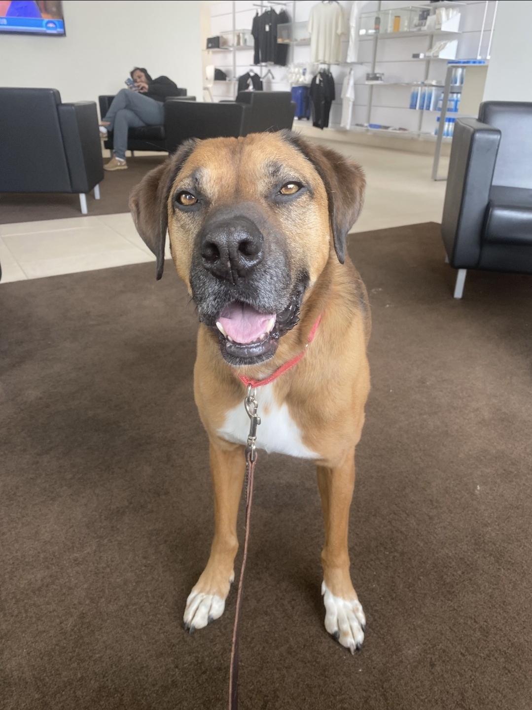 Enlarge Rusty, a Adoptable Black Mouth Cur in Plain City, OH image 5/5