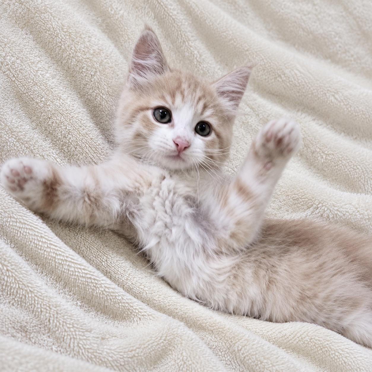 Enlarge Murphy, a Adopted Domestic Medium Hair in Hillsborough, NJ image 2/5
