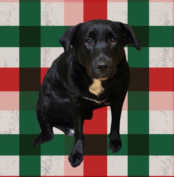 Enlarge Tipper, a Adoptable mixed breed in Salem, OR image 1/1