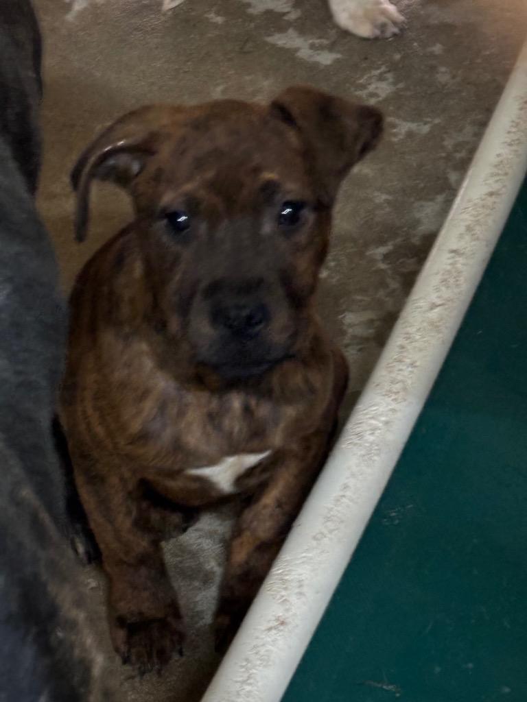 Crash, Adoptable, Puppy Male Pit Bull Terrier.