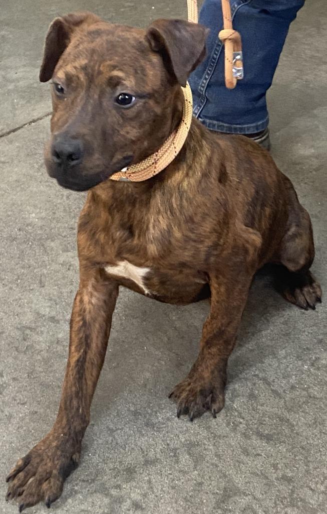 Enlarge Crash, a Adoptable Pit Bull Terrier in Swainsboro, GA image 2/5