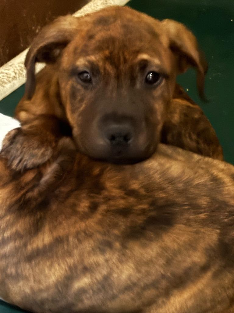 Enlarge Crash, a Adoptable Pit Bull Terrier in Swainsboro, GA image 3/5