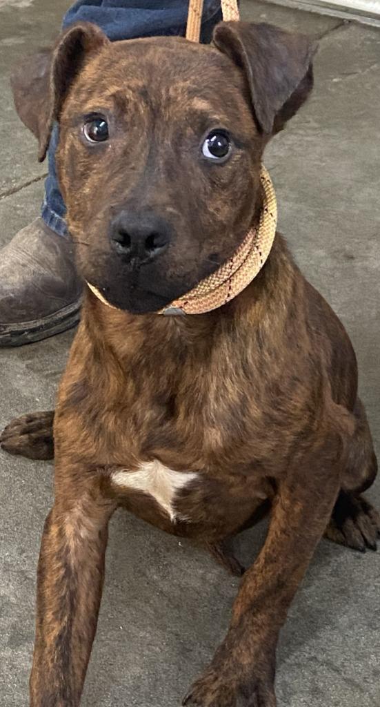 Enlarge Crash, a Adoptable Pit Bull Terrier in Swainsboro, GA image 4/5