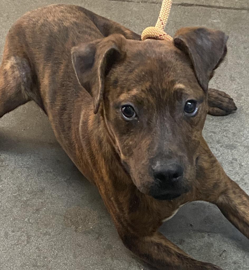 Enlarge Crash, a Adoptable Pit Bull Terrier in Swainsboro, GA image 5/5